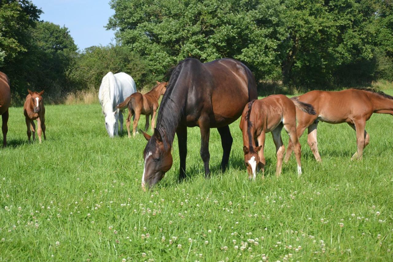 Gite Au Haras Les Aubiers Exterior photo